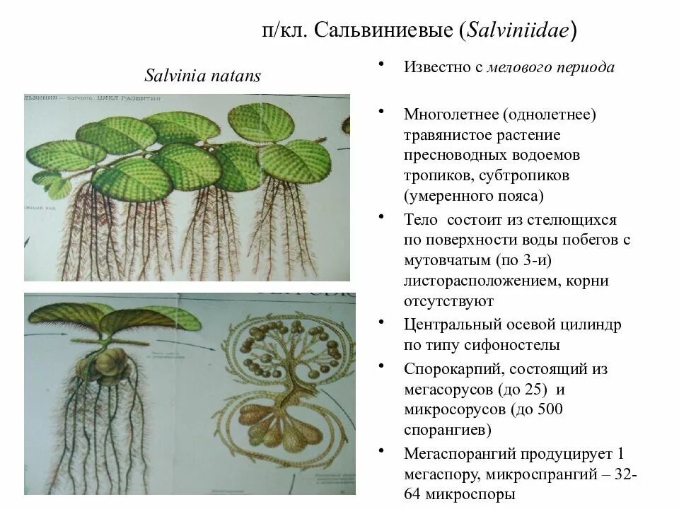 Цикл сальвинии. Сальвиния плавающая строение. папоротник сальвиния строение. внешний вид сальвинии плавающей. сальвиния плавающая размножение.