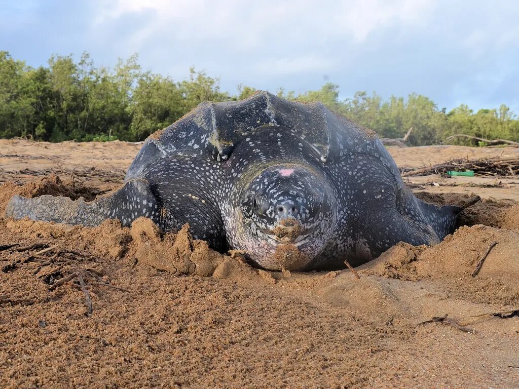 10 самых больших животных. Гигантская кожистая черепаха. Кожистая морская черепаха. Самая большая кожистая черепаха в мире. Гигантская кожистая морская черепаха.