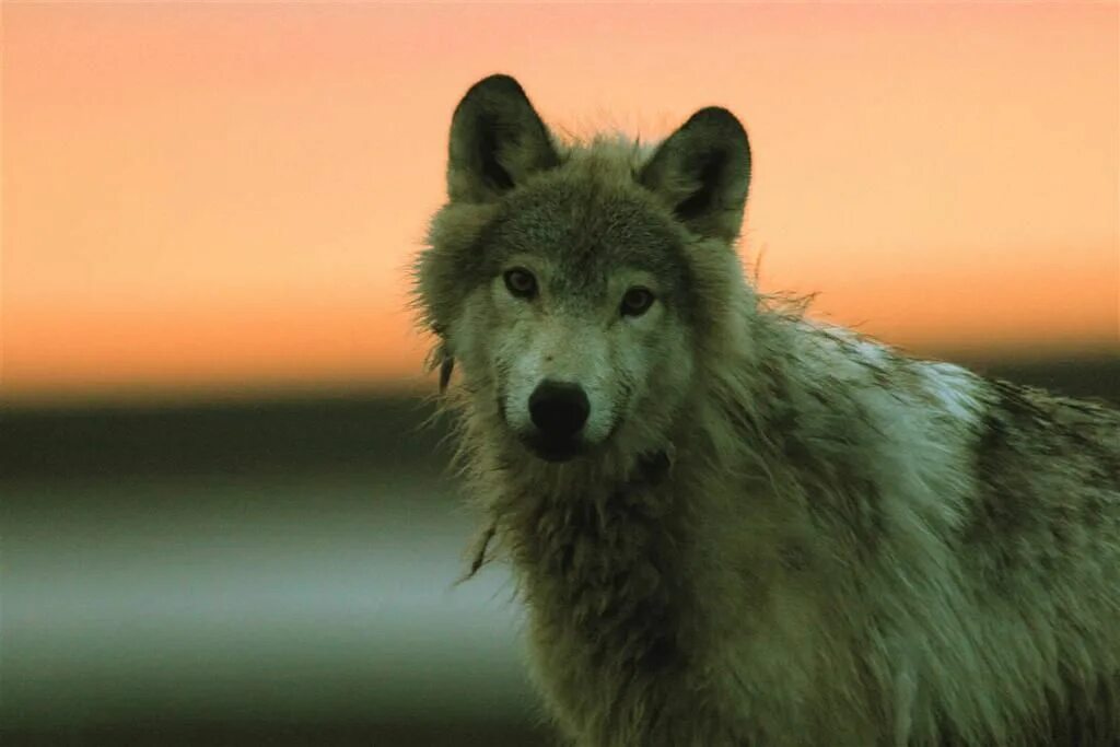 Волк 2011. Город волков фильм 2011 кадры. Город волков (2010). Красная шапочка 2011 волк оборотень. Недовольный волк.