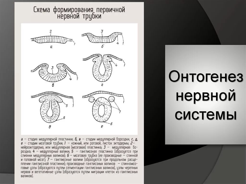 Первичная стадия развития. Основные этапы развития нервной системы в эмбриогенезе.. Схема основных этапов онтогенеза нервной системы. Этапы развития НС В эмбриогенезе. Схема формирования первичной нервной трубки.