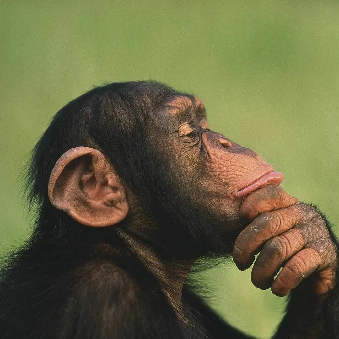 Костюм обезьяны. Примат политическое. Шимпанзе фото. Обезьяна с телефоном. Франс вааль политика у шимпанзе.