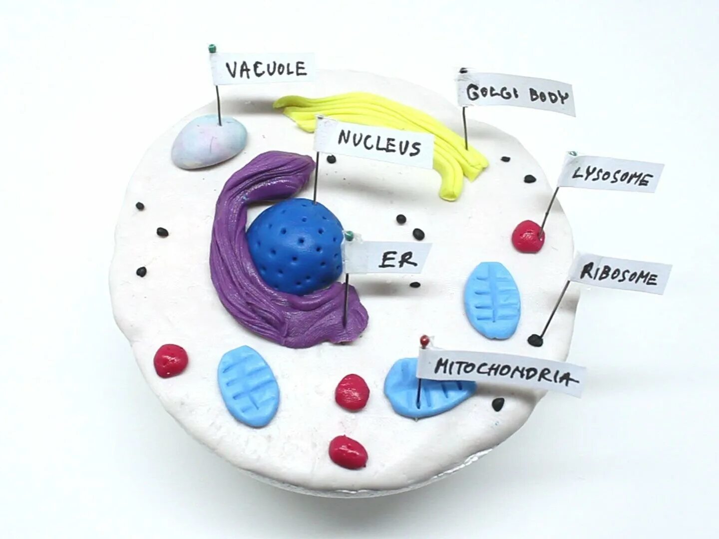 Модель растительной клетки своими руками биология 5 класс. Модель клетки биология 5. Модель живой клетки из пластилина 5 класс. Модель клетки биология 5 класс.