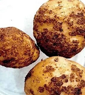 Золотистая картофельная нематода