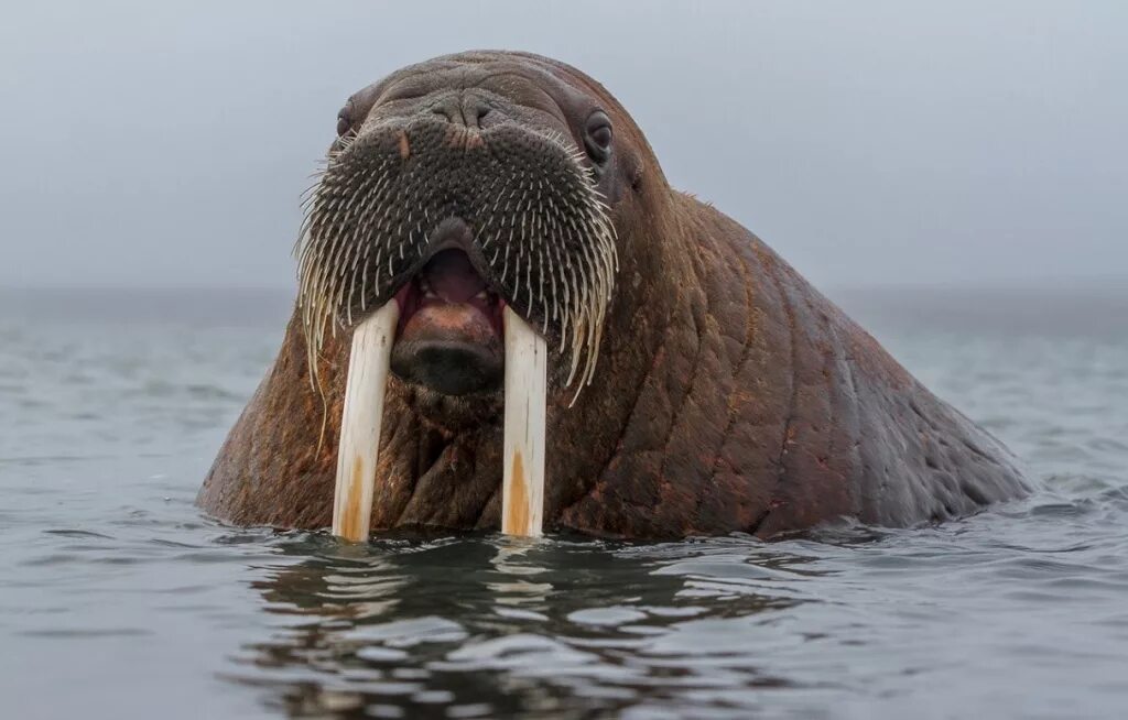 Лаптевский морж. Морж Лаптевский подвид. Морж (Odobenus rosmarus). Атлантический морж Odobenus rosmarus rosmarus. Моржи в тундре