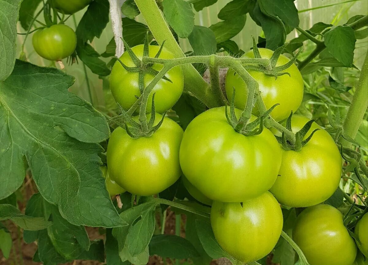 Томат зеленая тайна личинки партнер. Зеленая тайна личинки томат отзывы. Томат зеленая тайна личинки описание. Томаты личинка. Томат айваз f1.