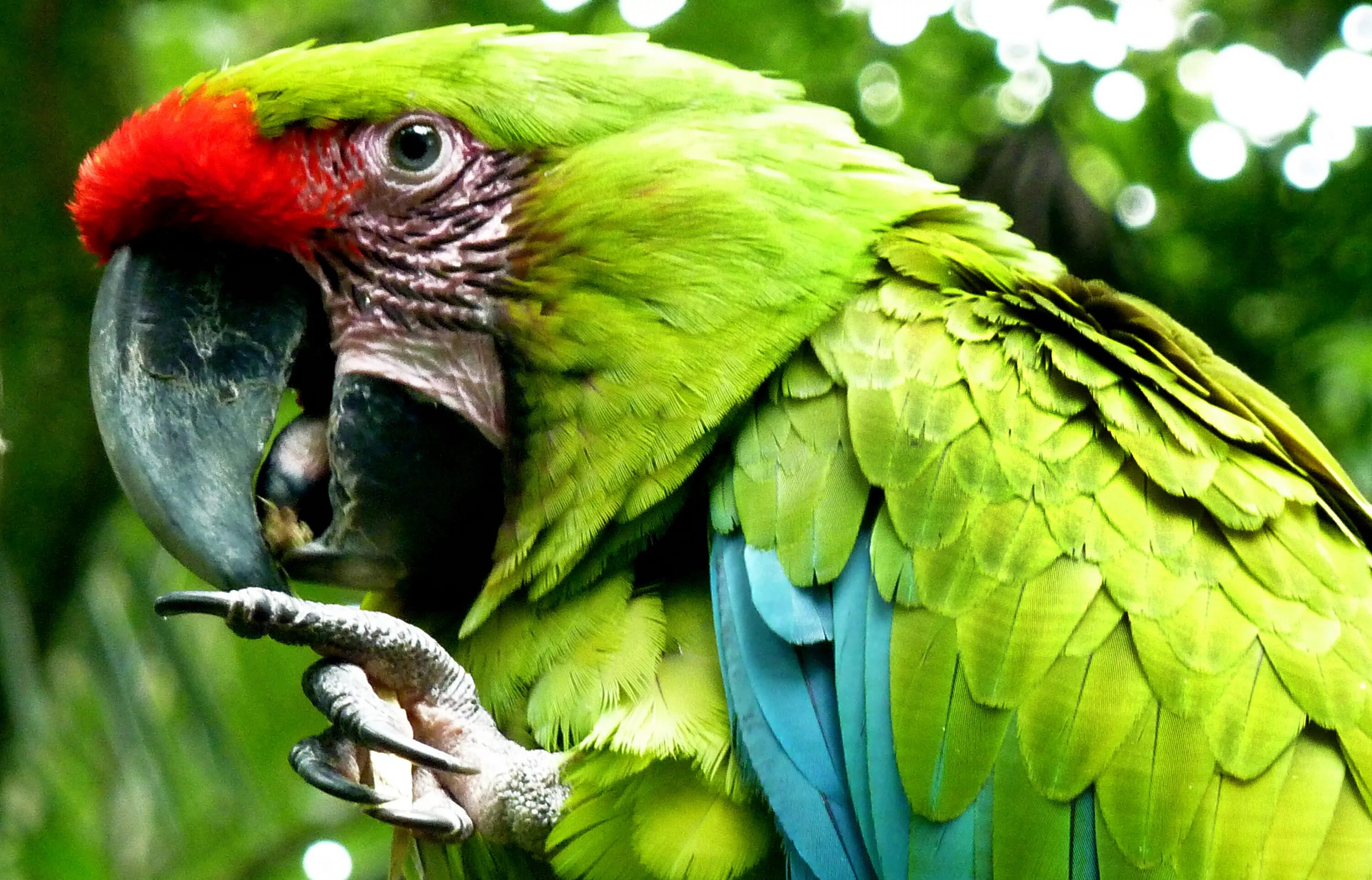 Почему говорит зеленый. Попугай Какаду зеленый. Маверик попугай порода. Попугай ара. Попугай ара зеленый.