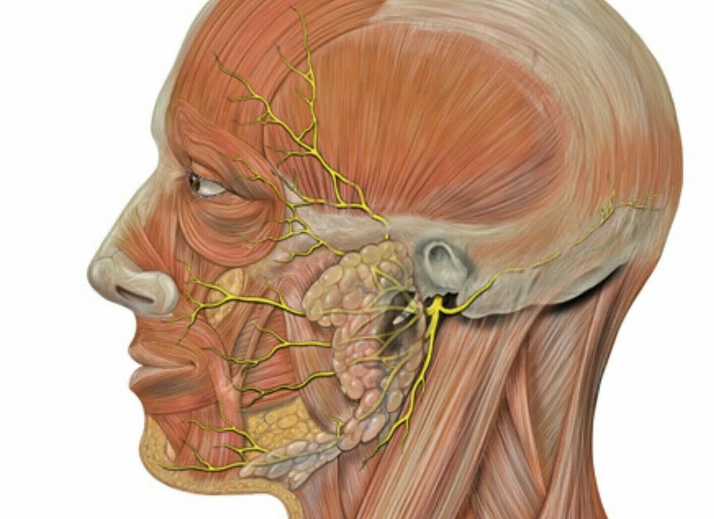 Лицевой нерв околоушная железа. Тройничный нерв анатомия воспаление. Nervus trigeminus анатомия. Лицевой нерв (n. Facialis).