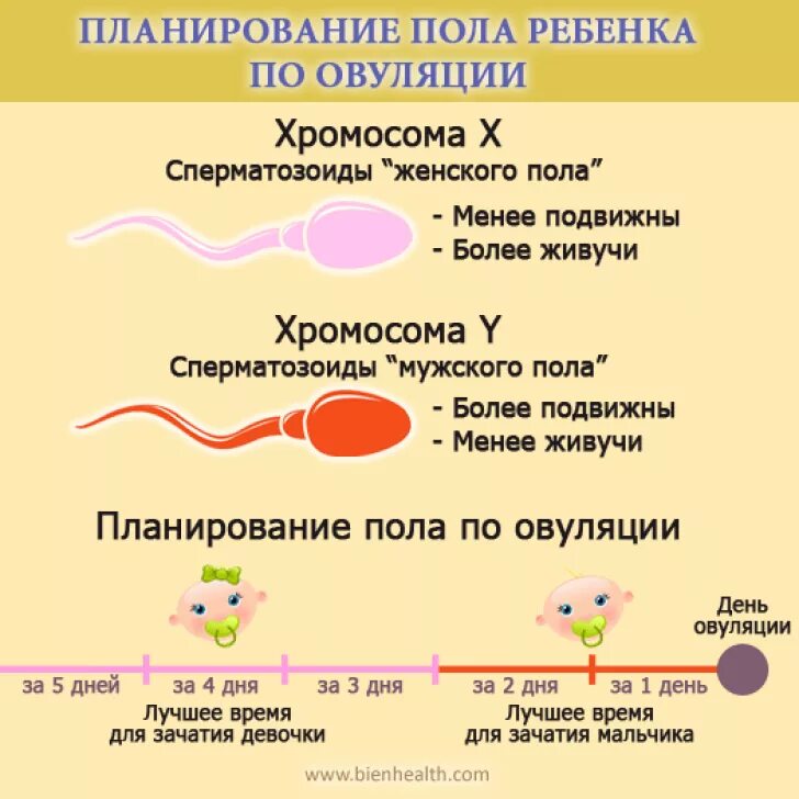 При овуляции можно заниматься