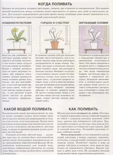 Сколько раз поливают домашние цветы