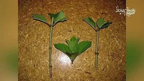 Можно ли укоренить гортензию осенью черенками