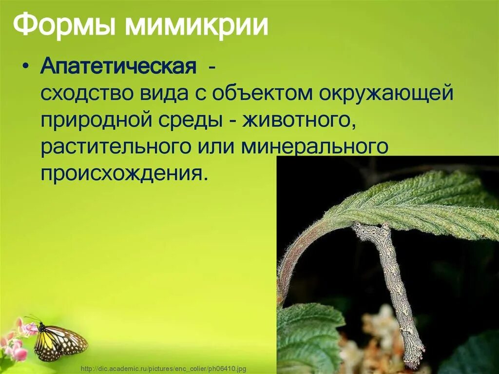 Мимикрия формы. Виды мимикрии. Мимикрия у растений. Примеры апатетической мимикрии.