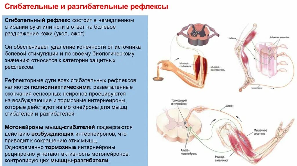 Чувство рефлекса. Перекрестный разгибательный рефлекс. Перекрестный разгибательный рефлекс физиология. Сгибательный рефлекс предплечья физиология. Сгибательные и разгибательные рефлексы спинного мозга.