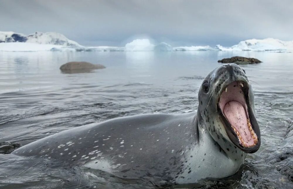 Фото морского леопарда. Морской леопард в Антарктиде. Морской леопард и тюлень. Антарктида тюлень морской леопард. Ластоногие морской леопард.