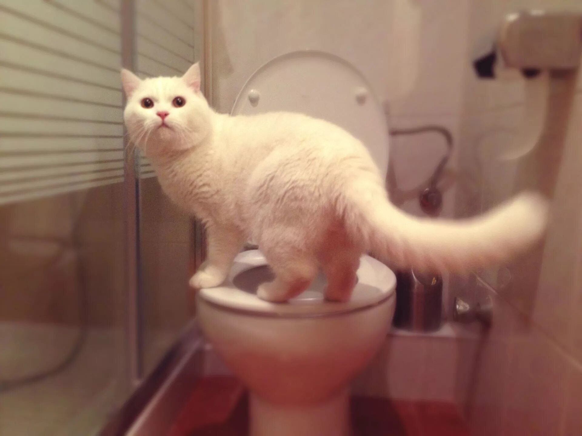 Котенок мяукает туалет. Кот на унитазе. Белый кот на унитазе. Унитаз для кошек. Кот в туалете.