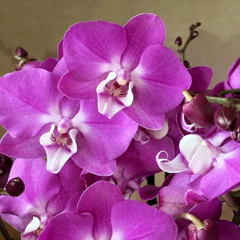 Орхид квин. Орхид квин. Cattleya green emerald orchid queen. Green emerald''orchid queen''. Green emerald''orchid queen''.