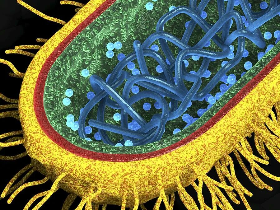 Модель клетки биология бактерии. Бактерия. Модель бактерии бациллы. Микробиология. Красивые бактерии.