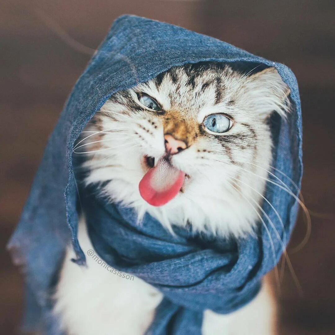 Смешные авы с котиками. Кот в шапке. Кошка в платочке. Платок с кошками. Шапка 'кошка'.