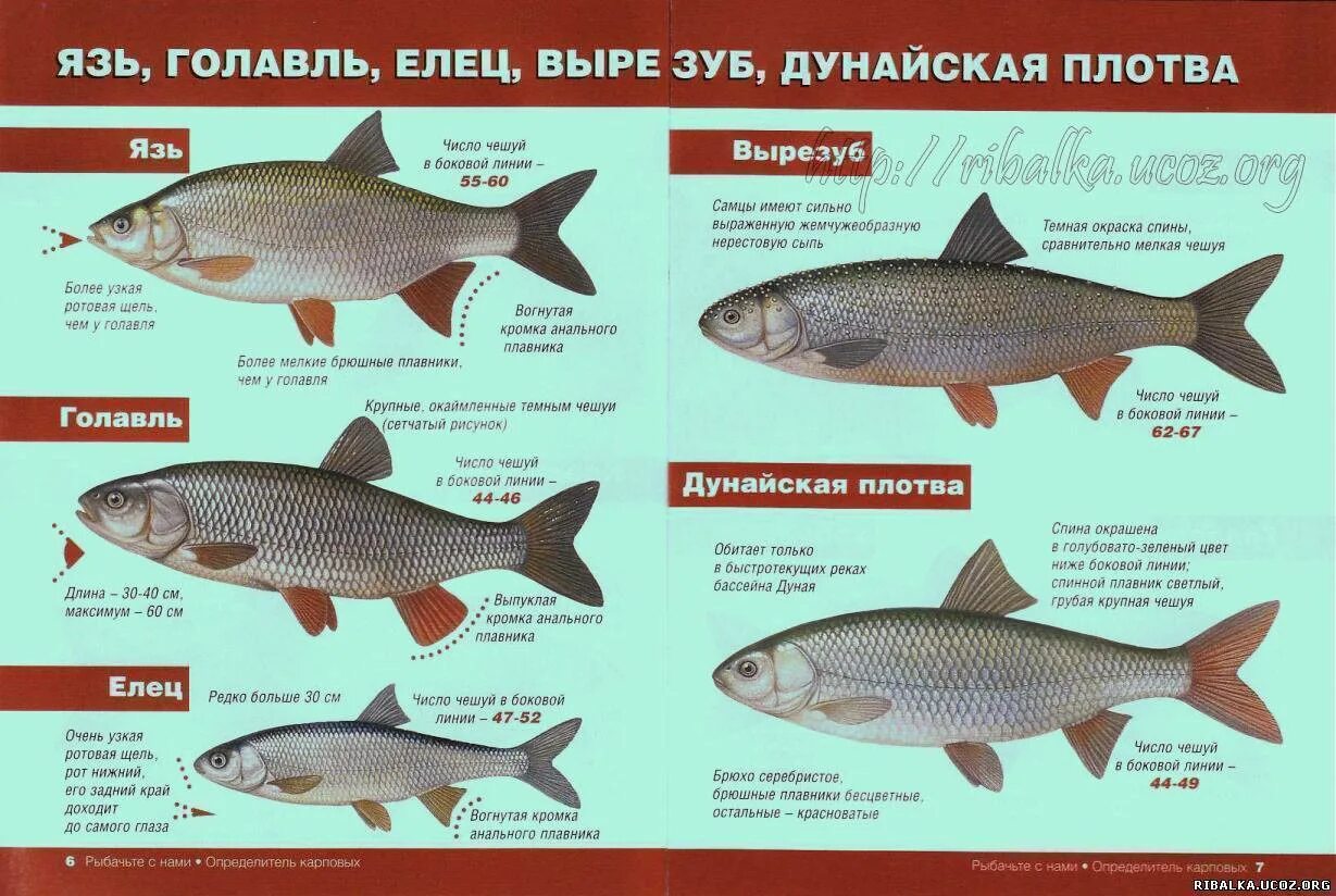 Как отличить рыбу. Виды рыб. Карповые рыбы. Красная рыба названия список. Семейство карповых рыб названия.