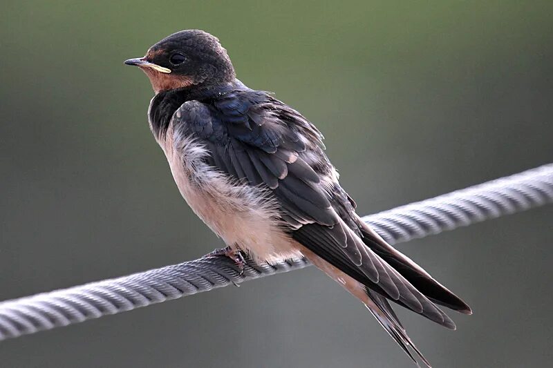 Стриж клехо. Отличие ласточки от стрижа. Чиж перелетная птица. Иглохвостый стриж. Стриж альбинос.