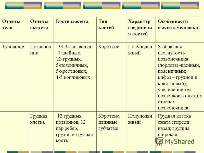 Кости и отделы скелета. Кости и отделы скелета