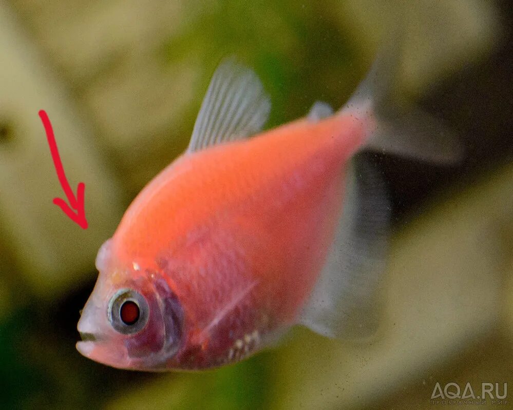 Болезни золотых рыбок. Почему рыбка плавает боком. Почему рыбка плавает боком. Золотая рыбка в аквариуме. Рыба плавает вверх брюхом.