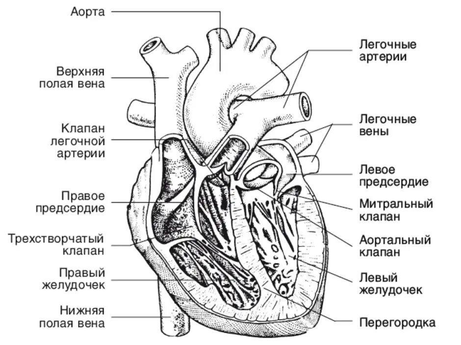Какая структура сердца человека изображена на рисунке. Строение сердца человека рисунок. Строение сердца человека биология. Внутреннее строение сердца человека анатомия рисунок. Строение сердца человека схема 8 класс.