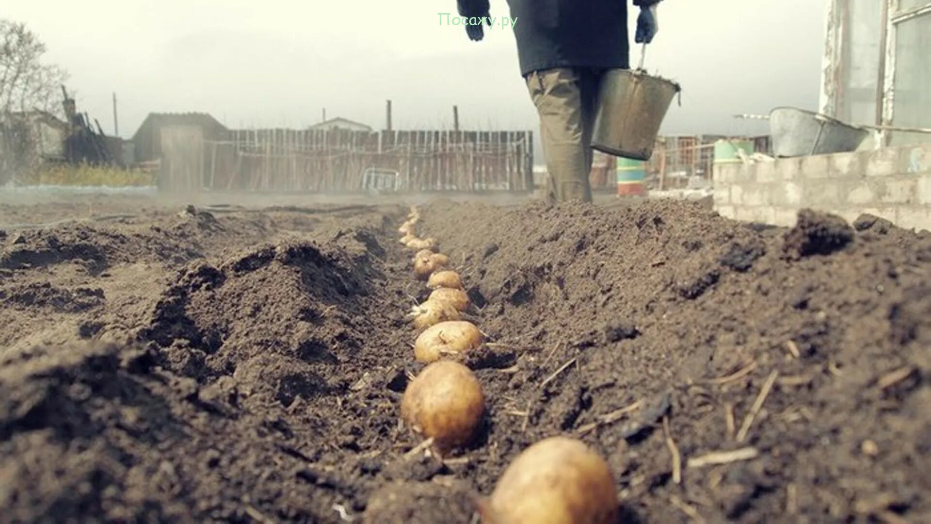 Посадка картошки. Посев картофеля. сажание картошки. в огороде про картофель посадка.