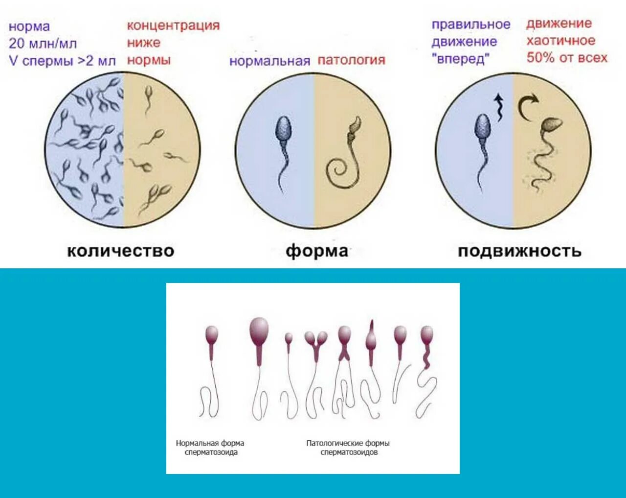 Что такое семенная жидкость у женщины