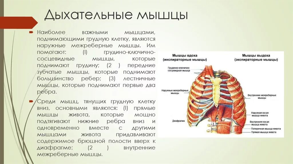 Мышечная система диафрагма. Наружные межреберные мышцы дыхание. Мышцы участвующие в процессе дыхания. Вдох расширение грудной клетки мышцы. Мышцы участвующие в акте вдоха и выдоха.