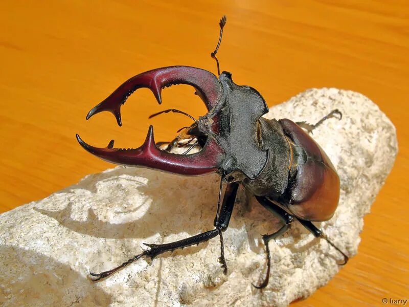 Челюсть жука оленя. Жук-олень (lucanus cervus). Жук олень челюсти. Челюсть жука оленя. Жук рогач глаза.