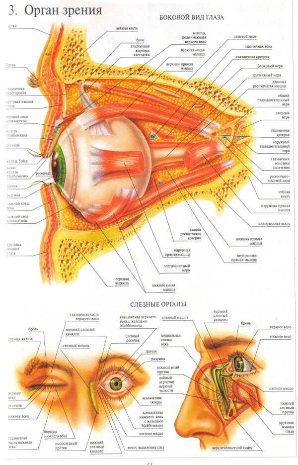 Органы человека глаза. Строение глаза вид сбоку. Строение глазного аппарата человека. Орган зрения анатомия строение. Анатомическое строение глаза.