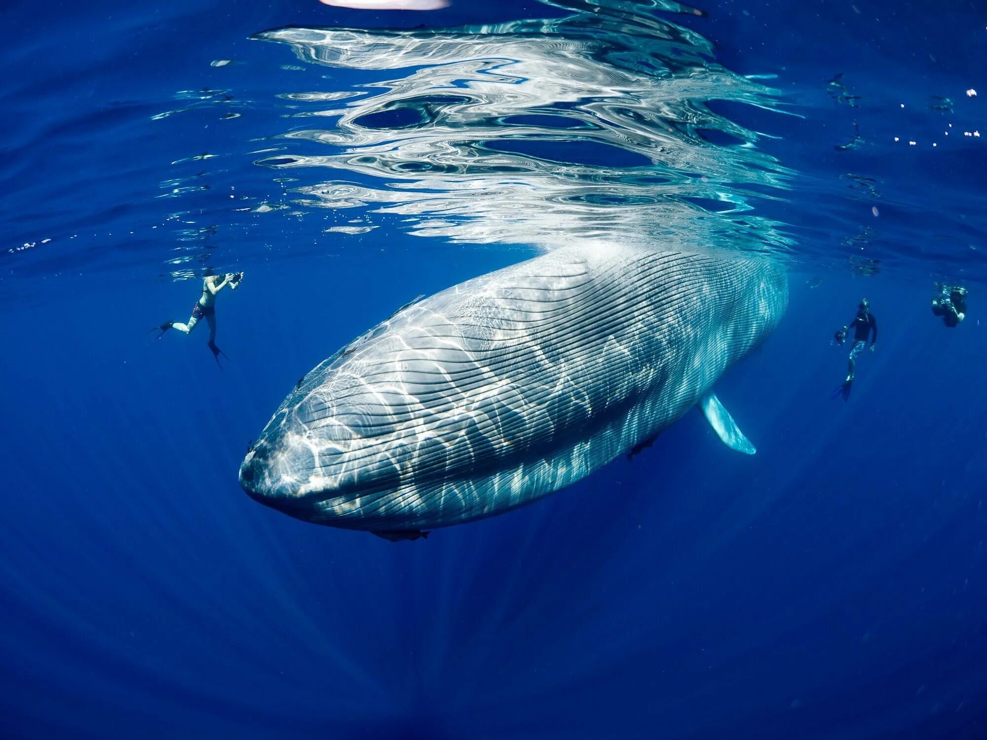Мир синих китов