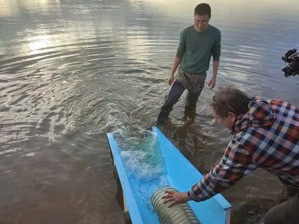 Выпуск в водоем