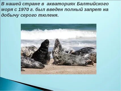 Балтийский тюлень развитие с метаморфозом