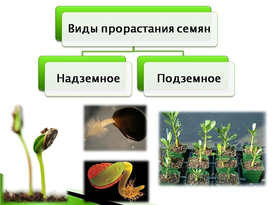 Рост и развитие растения урок 6 класс