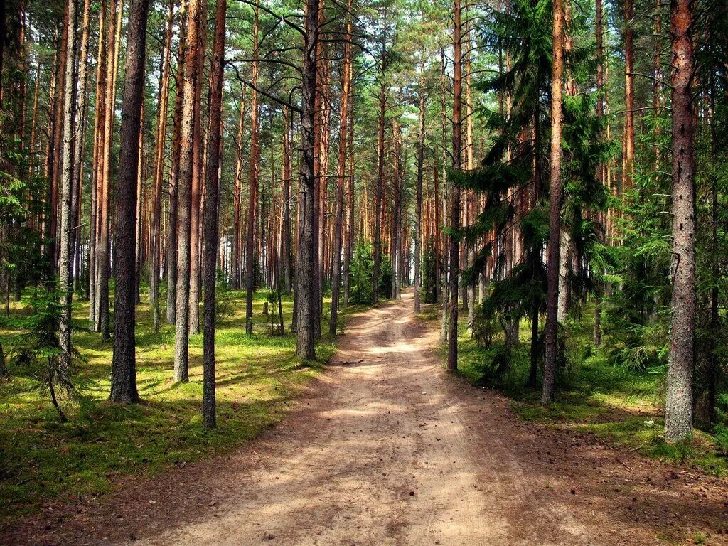 Сосновый Бор Борский район. Лес Сосновый Бор Канск. Сосновый Бор Борское. Сосновый Бор Республика Коми. Сосновые леса в луге