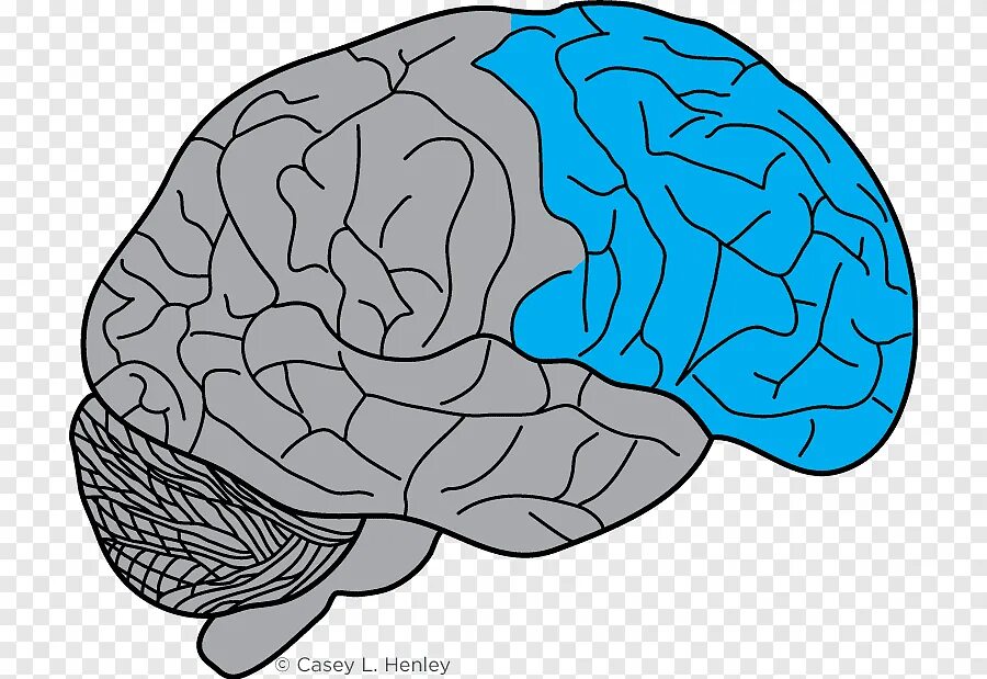 Рассмотрите рисунок с изображением мозга человека. Лобные доли префронтальной коры.