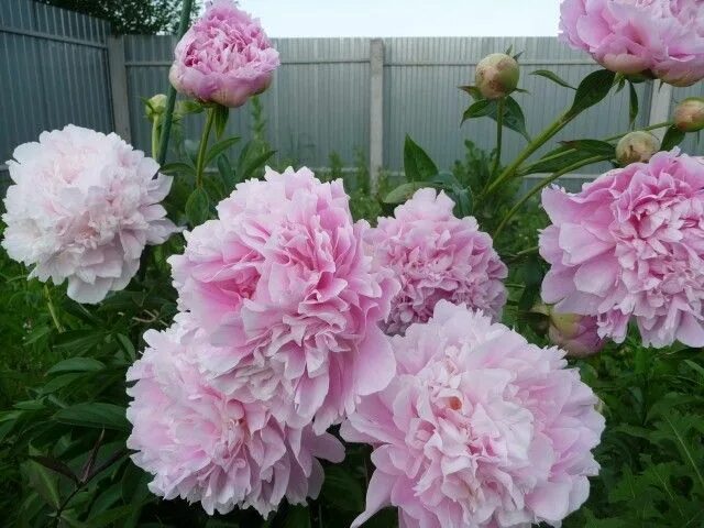 Пион Корнелия Шейлор (Paeonia Cornelia Shaylor) купить в Москве по низкой цене и