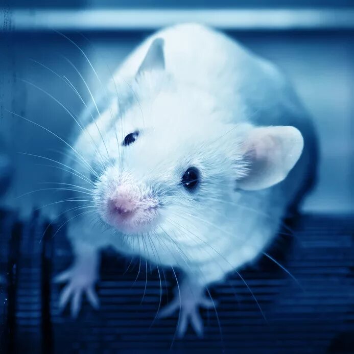 Lab mouse
