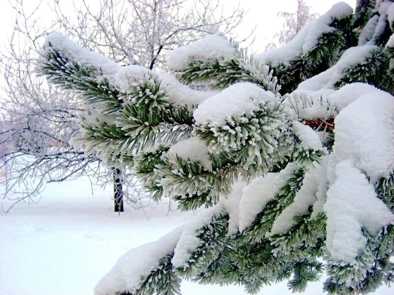 елка зимой. еловые лапы в снегу. ветви в снегу. ель в снегу. красив лес зимой ветки ели укрыты снегом.