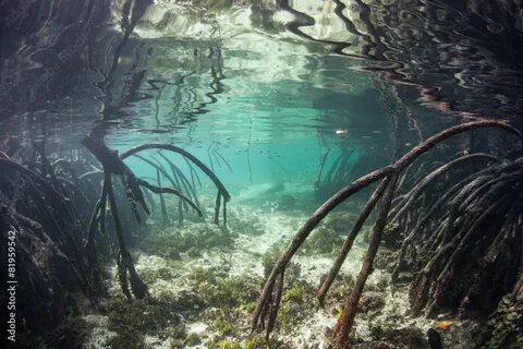 Подводный корень