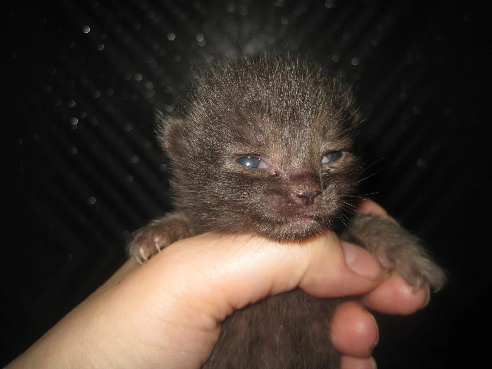 Британские вислоухие котята 3 недели. Котята 2 недели. 3 недельные вислоухие шотландские котята. Двухнедельные котята. Котятам неделя как выглядит.