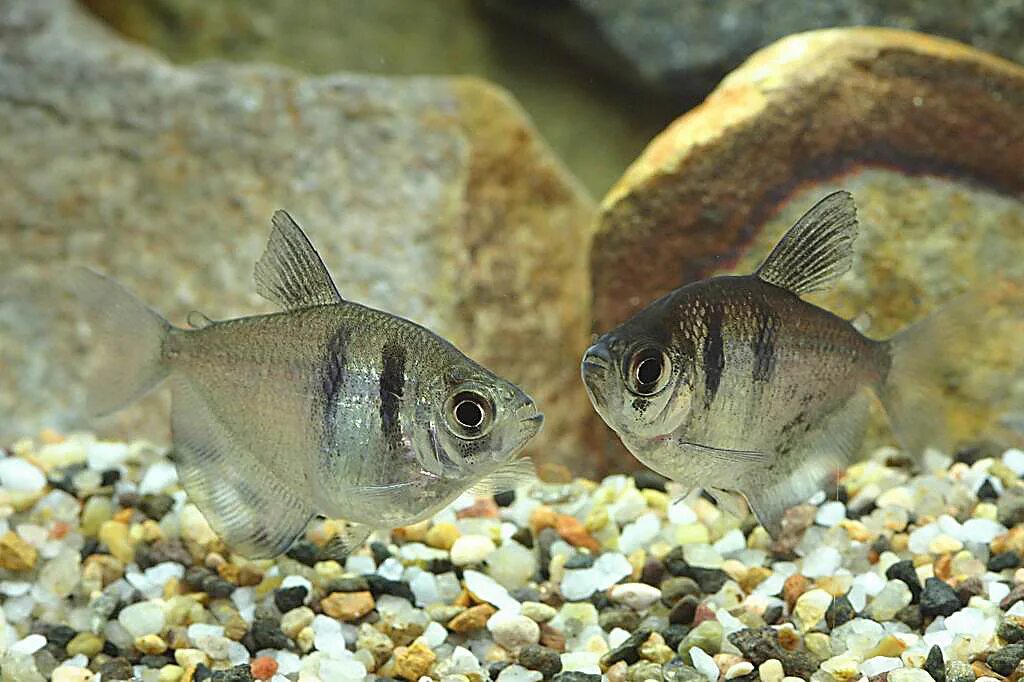 Тернеции отличить самку. Тернеция самец и самка. Тернеция рыбка. Тернеция Изумрудная. Тернеция аквариумная самка и самец.