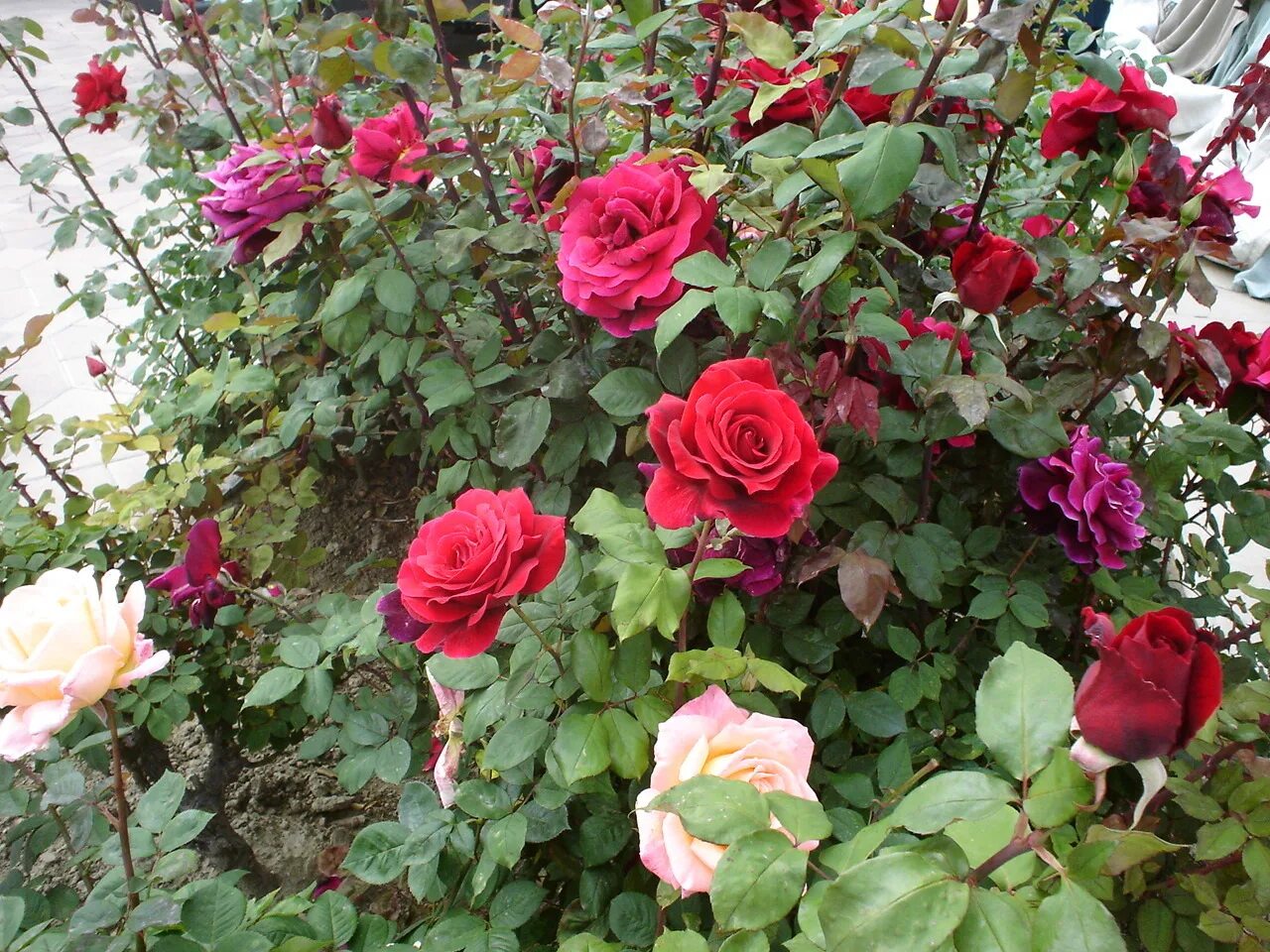 роза кустовая чеховский сад. роза лампион чеховский сад. чеховский сад кустовая. роза штаб мадригал. роза кустовая чеховский сад.