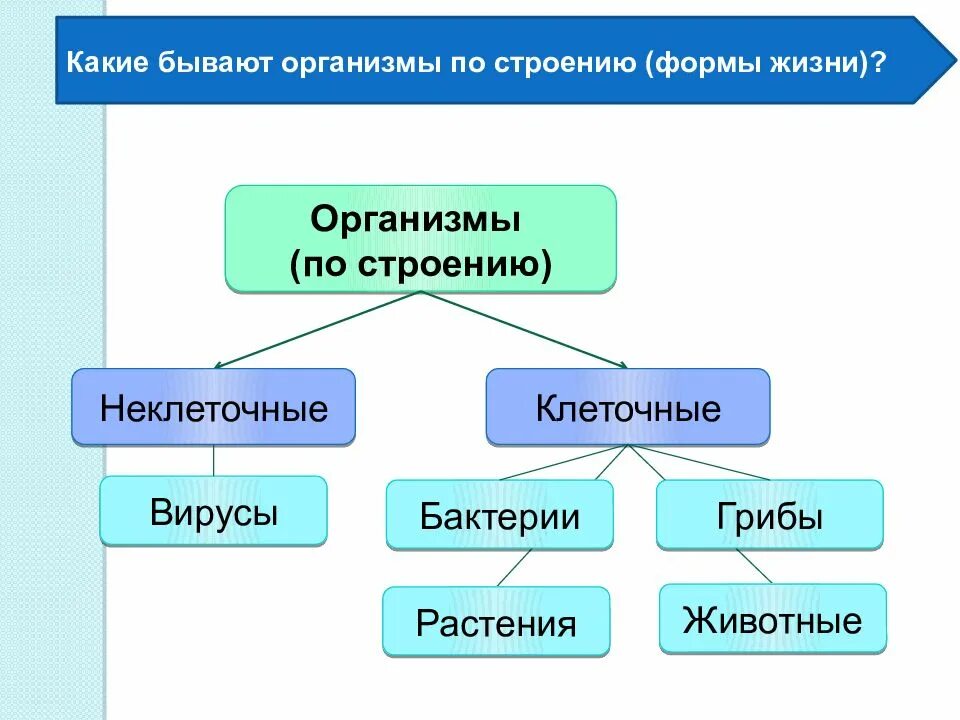 Классификация форм жизни