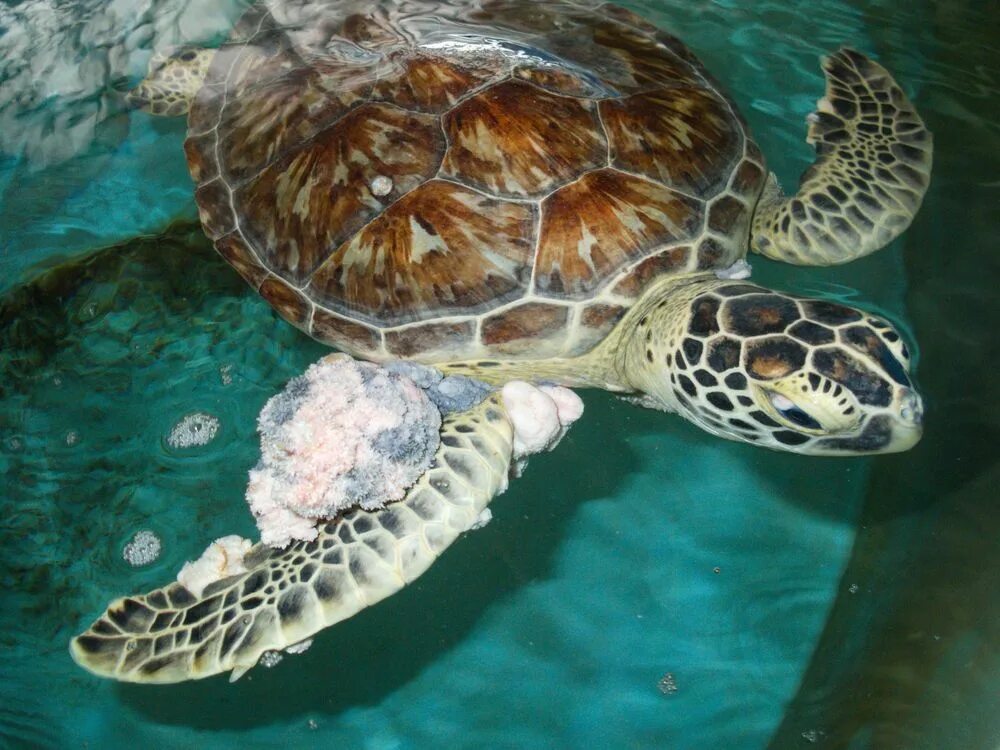 Морские черепахи дома. Огромная морская черепаха. Морская черепаха комнатная. Что едят морские черепахи.