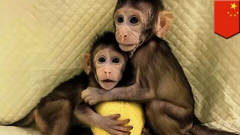 Ұйықтап жатқан қыздың аузына сал