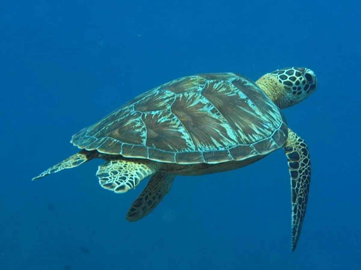 Морские черепахи дома. Черепаха Каретта-Каретта. Морские черепахи Каретта Каретта. Черепаха Каретта (логгерхед). Черепаха Каретта в Турции.