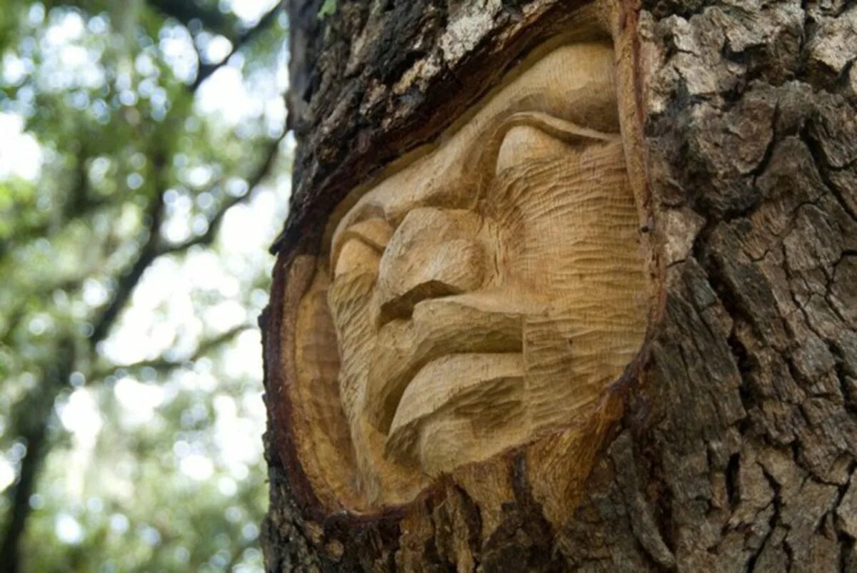 Картинки лицо дерево. Кит Дженнингс. Резьба на стволе дерева. Дерево с лицом. Мудрое дерево.