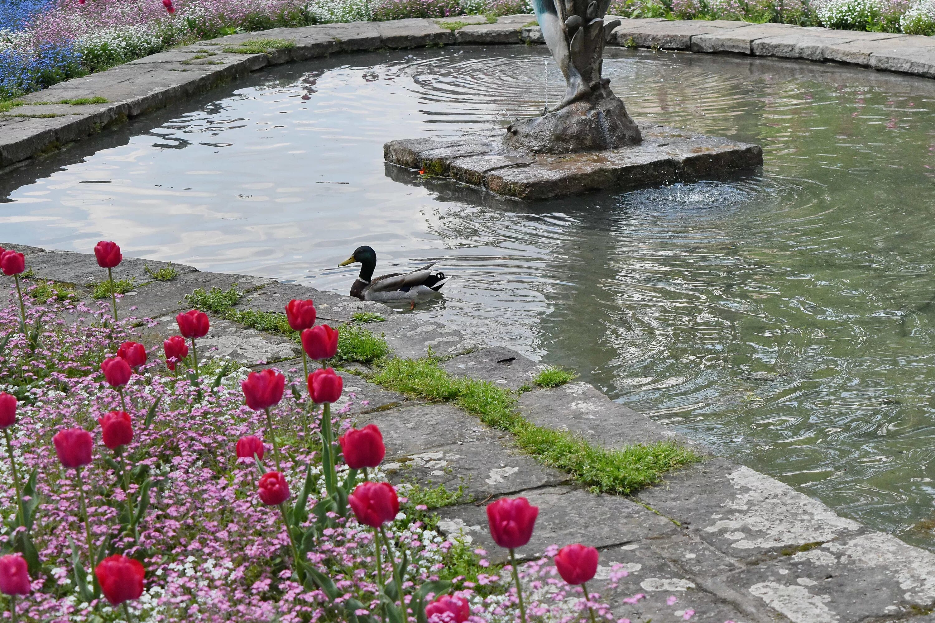 Тюльпаны в саду у речки. Тюльпаны в воде. Картинка утки фонтан. Температура воды для тюльпанов